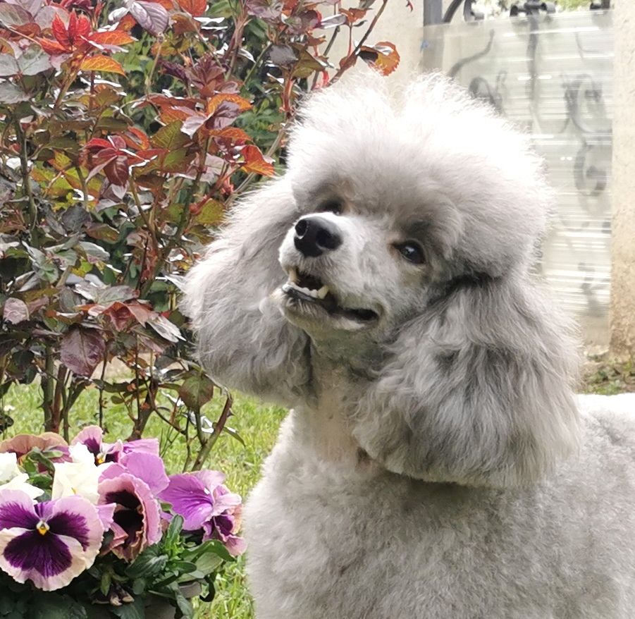 Du Feu D'Argent - Des chiots caniches nain gris disponible 