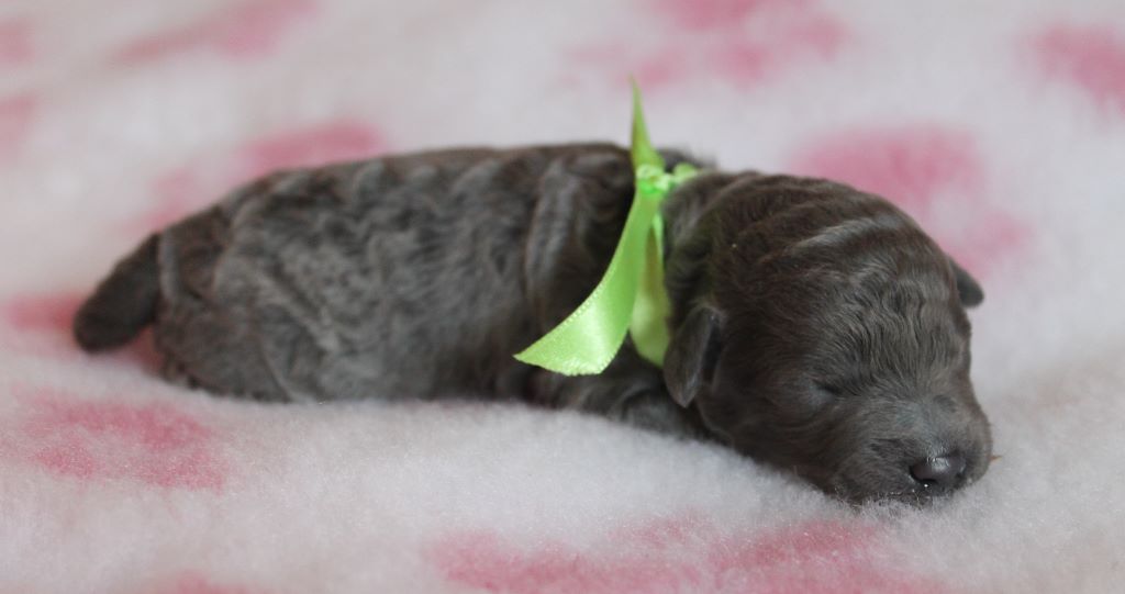 Du Feu D'Argent - Caniche - Portée née le 11/05/2017