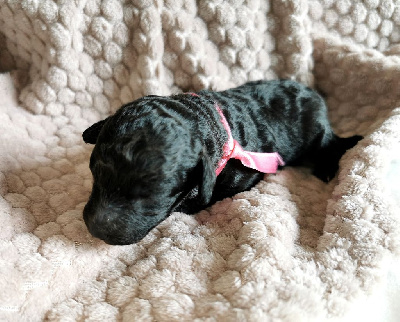 CHIOT collier rose 