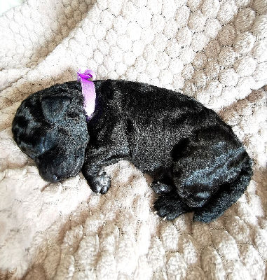 CHIOT collier violet 