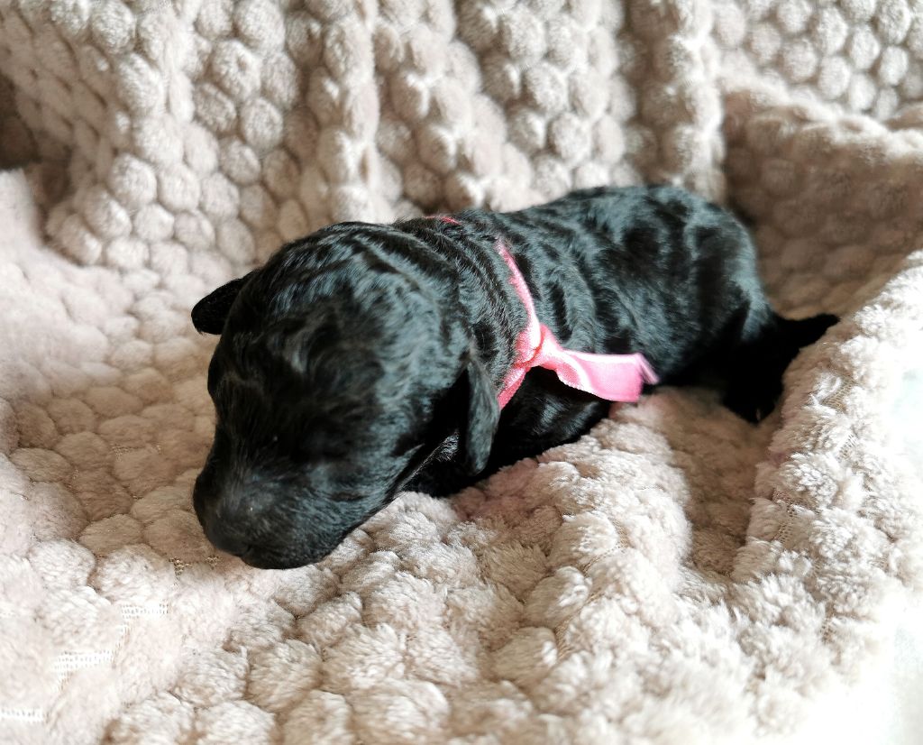 Du Feu D'Argent - Chiots disponibles - Caniche
