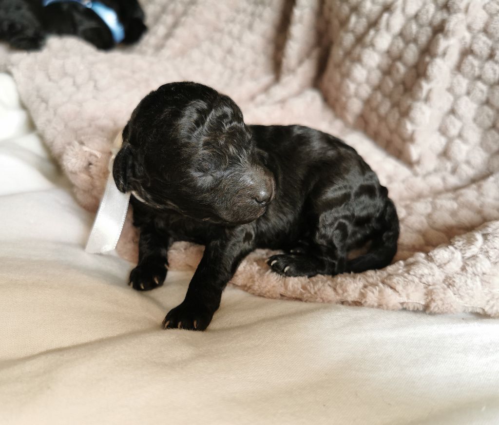 Du Feu D'Argent - Chiots disponibles - Caniche
