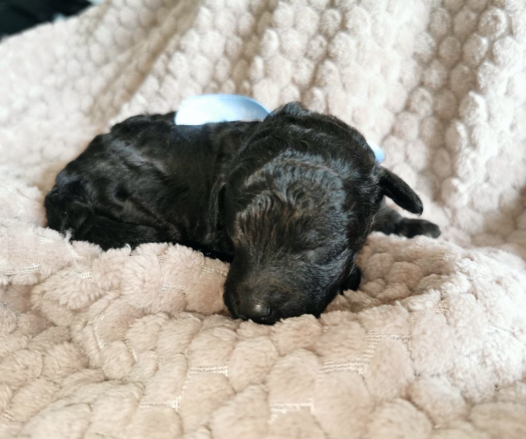 Du Feu D'Argent - Chiots disponibles - Caniche