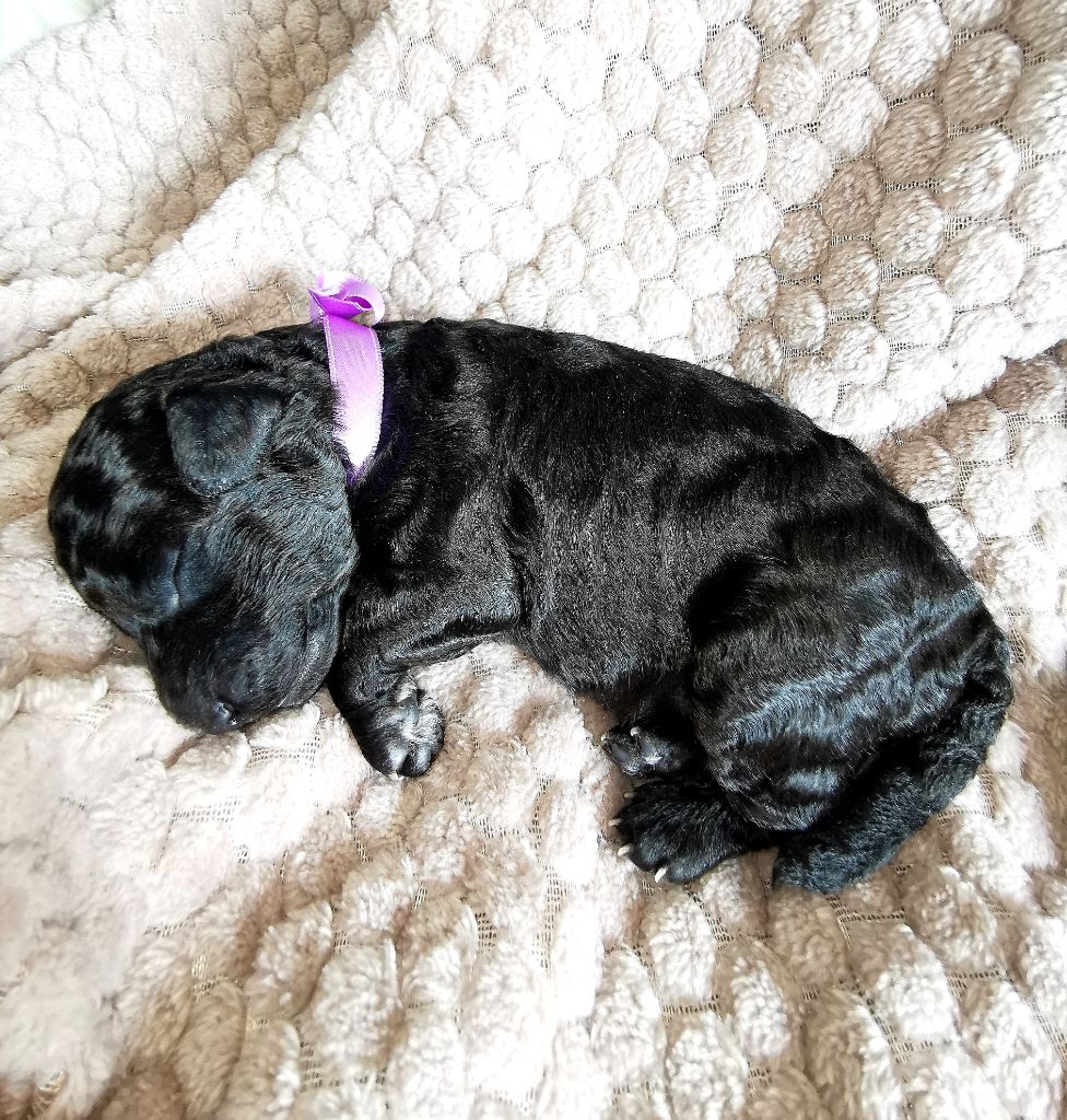 Du Feu D'Argent - Chiots disponibles - Caniche